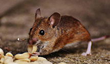 24 Hour & Emergency Exterminators in Snapfinger, GA